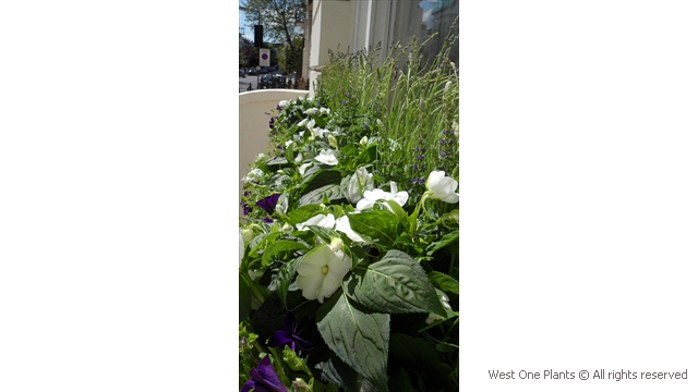 Blue and White Summer Planting in Bayswater