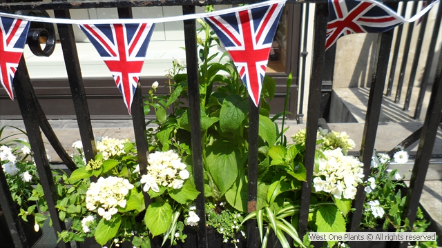 Jubilee Celebration Planting in Mayfair