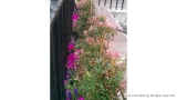 Spring Planting in Mayfair