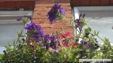 Striking Bee Friendly Planting in Mayfair